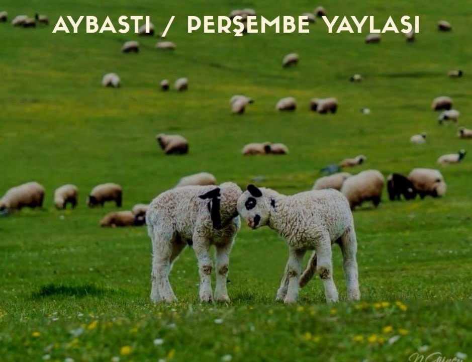 Photo of Others in Aybastı