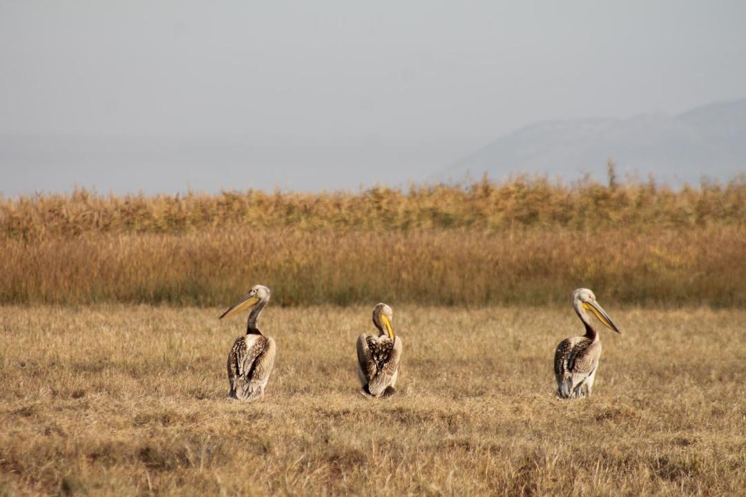 Photo of Others in Ovaciftlik
