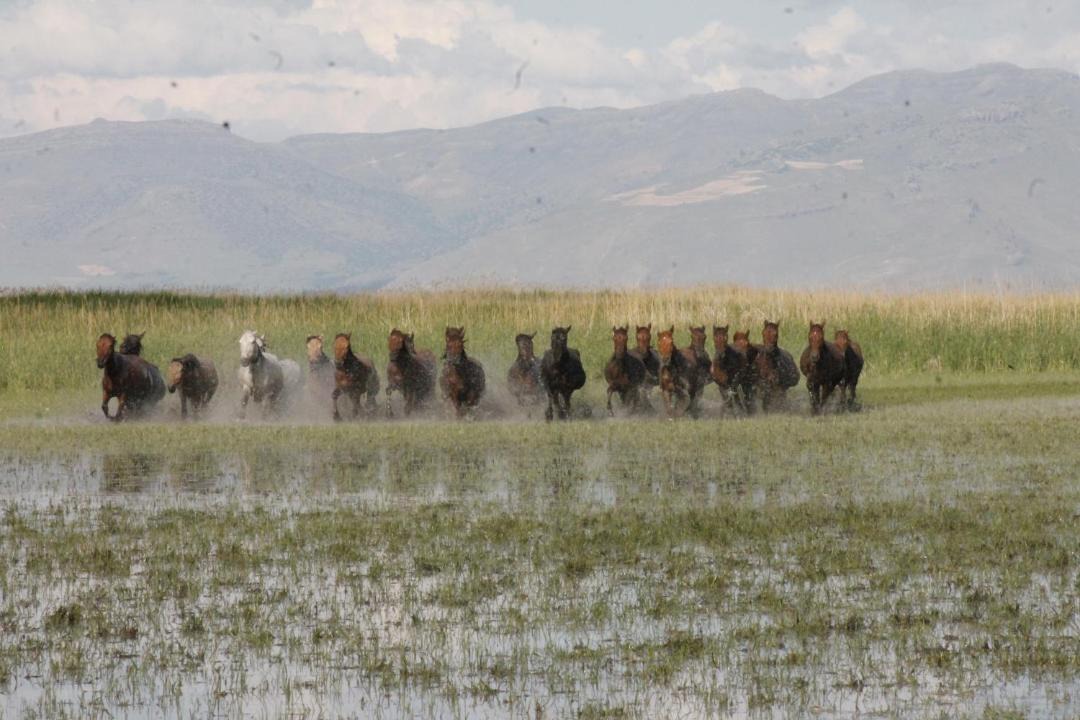 Photo of Others in Ovaciftlik